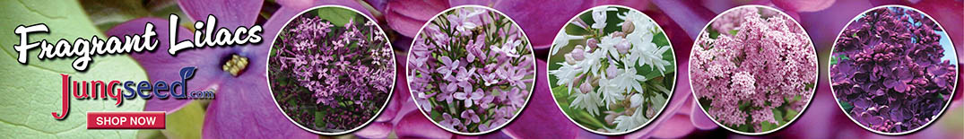 Banner Jungseed