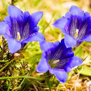 Gentiana acaulis, Stemless Gentian, Large-Flowered Gentian, Gentianella, Blue flowers, groundcover, Rock Garden Perennial, Trumpet Gentian