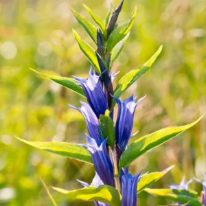 Gentiana asclepiadea, Willow Gentian, Milkweed Gentian, Blue flowers, Rock Garden Perennial, Trumpet Gentian, Autumn Gentian, Fall Gentian