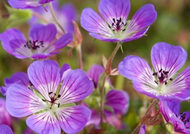 Geranium 'Sweet Heidy',  Cranesbill 'Sweet Heidy', Hardy Geranium, Pink Geranium, Pink Flowers, Shade Geranium