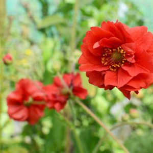 Geum Double Bloody Mary, Double Bloody Mary Avens, Red Geum, Red Avens, Red Flowers