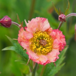 Geum 'Mai Tai', 'Mai Tai' Avens, Pink Geum, Pink Avens, Pink Flowers