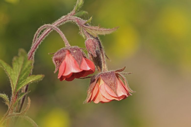 Geum rivale, Water Avens, Chocolate Root,  Indian Chocolate, Purple Avens