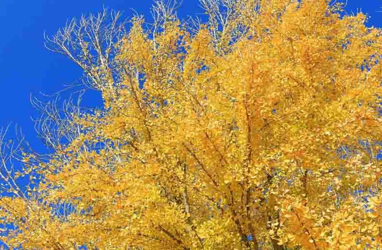 Ginkgo biloba 'Autumn Gold',Maidenhair Tree 'Autumn Gold', Fossil Tree 'Autumn Gold', Icho 'Autumn Gold', Fall color,