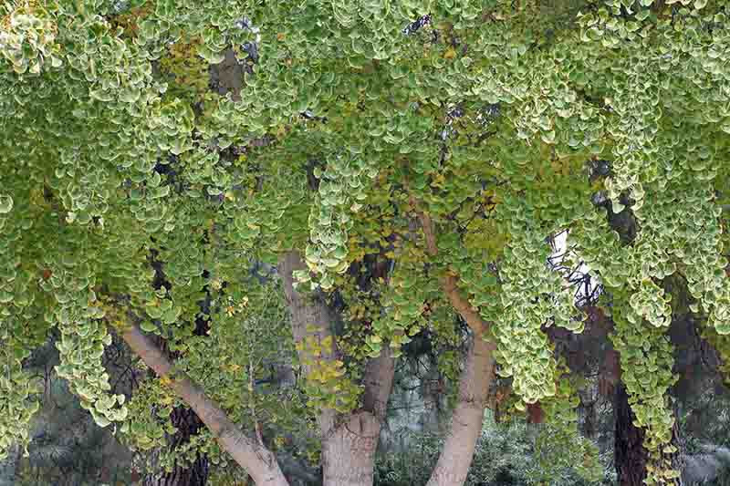 Ginkgo biloba 'Fairmont',Maidenhair Tree 'Fairmont', Fossil Tree 'Fairmont', Icho 'Fairmont', Fall color,