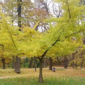 Ginkgo biloba 'Horizontalis',Maidenhair Tree 'Horizontalis', Fossil Tree 'Horizontalis', Icho 'Horizontalis', Fall color, Yellow Leaves