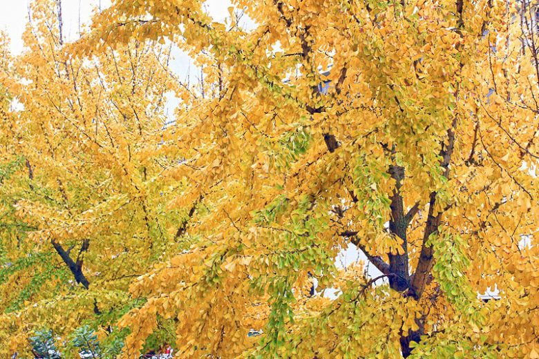 Ginkgo biloba,Maidenhair Tree, Fossil Tree, Icho, Fall color,