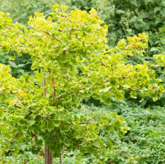 Ginkgo biloba 'Mariken', Maidenhair Tree Mariken, Fossil Tree 'Mariken', Icho 'Mariken', Fall color, Yellow Leaves
