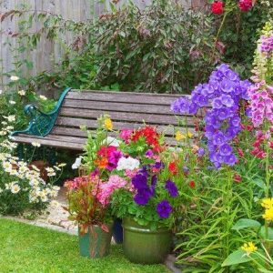 campanula, Bellflowers, Canterbury Bells, Harenbells, Cups and Saucers, garden bed, Garden Border, Cottage Gardens