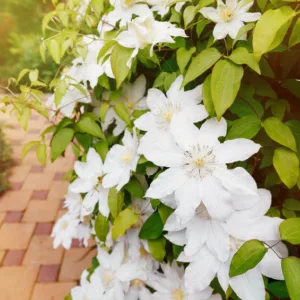 Best Clematis, Lower South, Lower South Gardening, Pink Clematis, Blue Clematis, White Clematis, Red Clematis, Purple Clematis