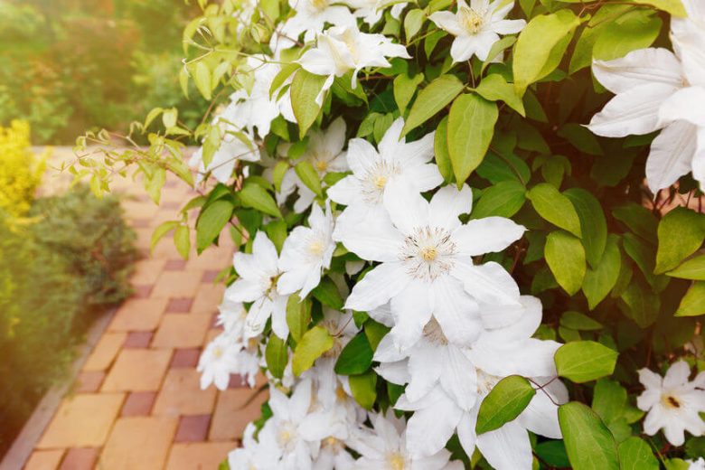Best Clematis, Lower South, Lower South Gardening, Pink Clematis, Blue Clematis, White Clematis, Red Clematis, Purple Clematis
