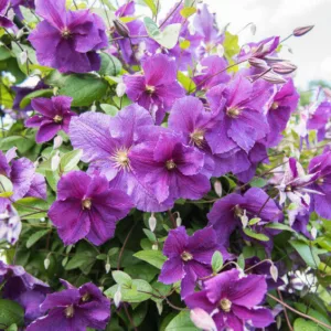 Best Clematis, Middle South, Middle South Gardening, Pink Clematis, Blue Clematis, White Clematis, Red Clematis, Purple Clematis