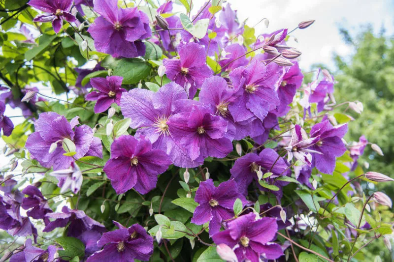 Best Clematis, Middle South, Middle South Gardening, Pink Clematis, Blue Clematis, White Clematis, Red Clematis, Purple Clematis