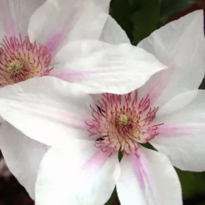 Best Clematis, Upper South, Upper South Gardening, Pink Clematis, Blue Clematis, White Clematis, Red Clematis, Purple Clematis