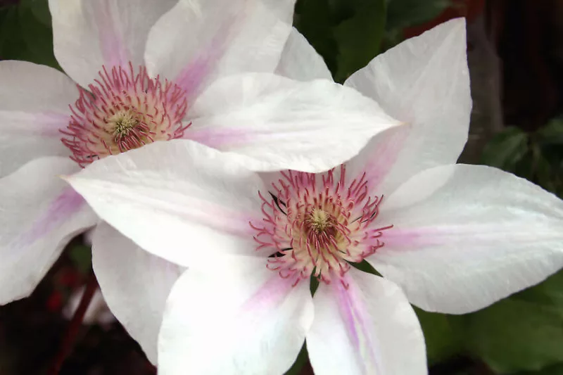 Best Clematis, Upper South, Upper South Gardening, Pink Clematis, Blue Clematis, White Clematis, Red Clematis, Purple Clematis