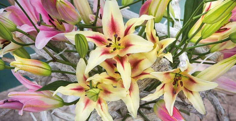 Highly popular, Asiatic hybrid Lilies are among the earliest to bloom in early-mid summer, and the easiest to grow.