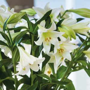 Trumpet Hybrid Lilies, Aurelian Lilies, Companion Planting, Trumpet Lilies