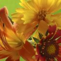 Companion Plants, Companion Planting, Plant Combinations, Hemerocallis, Daylilies, Daylily
