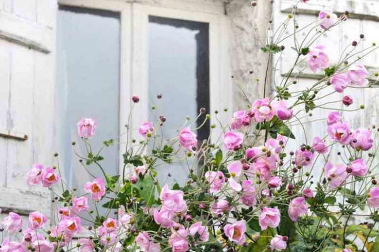 Japanese Anemones, Windflowers, Anemone tomentosa, Grapeleaf Anemones, Anemone x Hybrida, fall flowers, Fall perennials, white flowers, pink flowers, companion plants