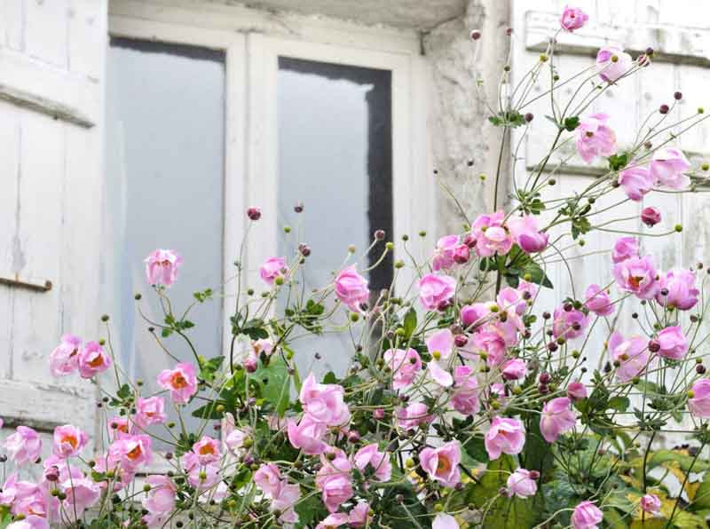 Great Companion Plants for your Japanese Anemones