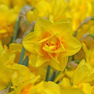 Daffodils for the South, Daffodils for Warm Climates, Daffodils that come back, Best Daffodils, Best Narcissus, Naturalizing Bulbs, perennial Bulbs