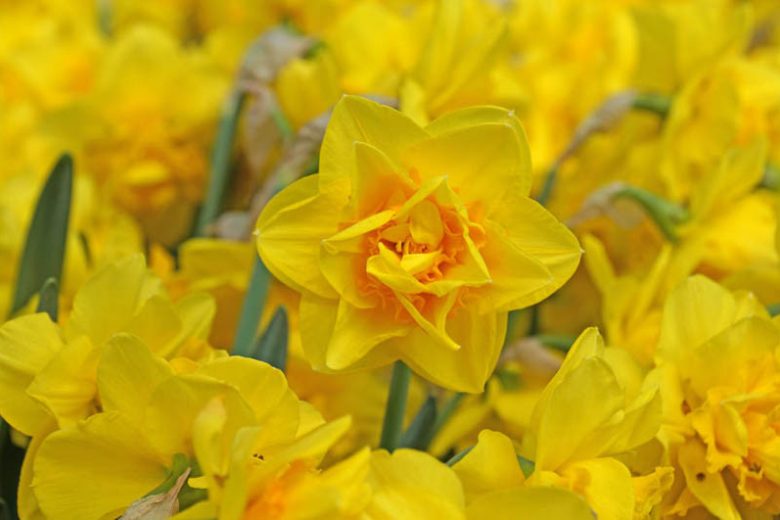 Daffodils for the South, Daffodils for Warm Climates, Daffodils that come back, Best Daffodils, Best Narcissus, Naturalizing Bulbs, perennial Bulbs