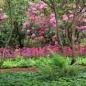 Deciduous Azaleas companions, Evergreen Azaleas companions, Rhododendron companions, azalea companions, Fern, Ferns