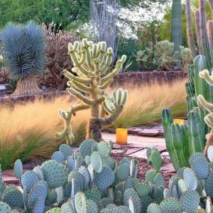 Succulent Gardens, Companion Plants, Ornamental Grasses, Drought tolerant Plants,  Drought tolerant Grasses
