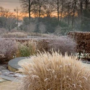Winter Garden, Early Spring Garden, Ornamental Grass,Ornamental Grasses, Micanthus, Japanese silver Grass, Feather Reed Grass, calamagrostis, Carex, Sedge, Norther Sea Oats, Chasmanthium