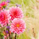 Best grasses for Dahlias, Dahlia companion plants, companion planting, Ornamental Grasses