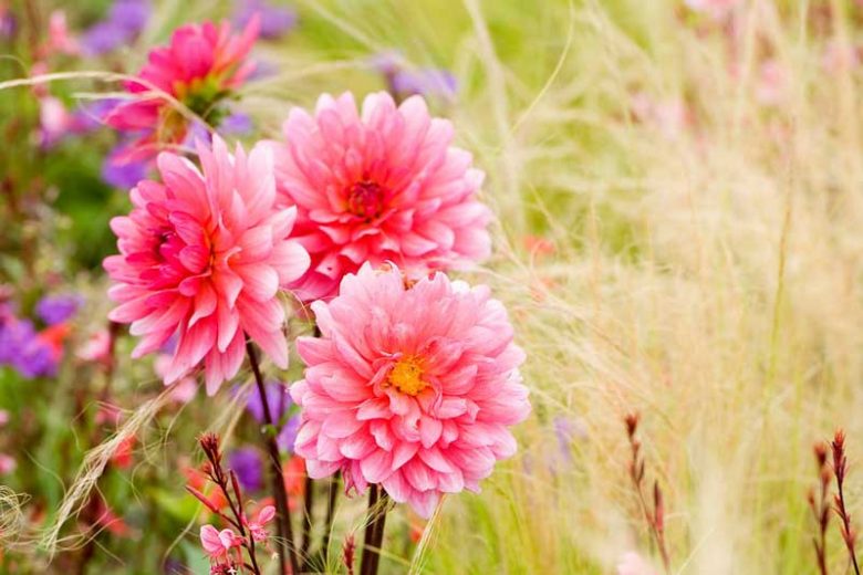 Best grasses for Dahlias, Dahlia companion plants, companion planting, Ornamental Grasses