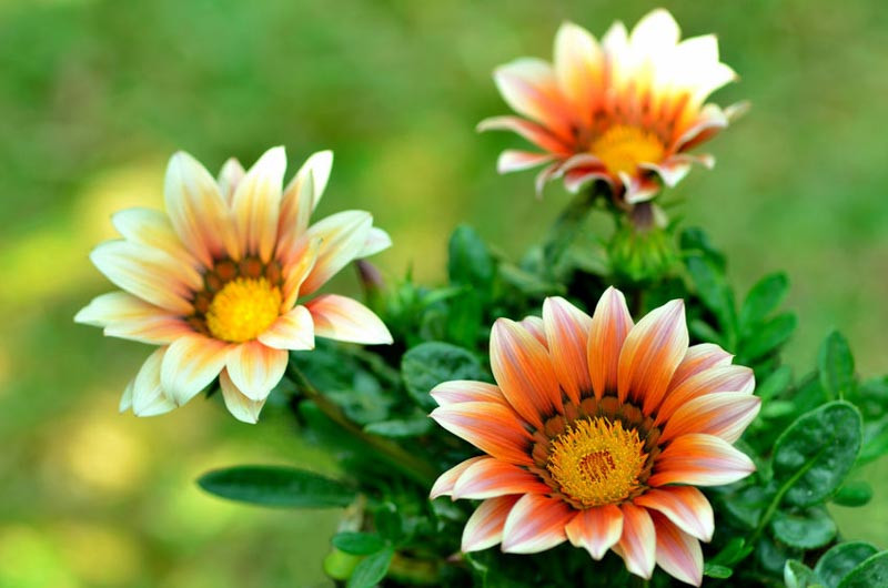 Great Perennials as Companion Plants for Your Succulents