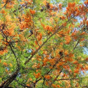 Grevillea robusta, Silky Oak, Silk Oak, Silky-Bark Oak, Mediterranean shrubs, Evergreen Shrubs, Yellow flowers, Orange flowers, drought tolerant flowers