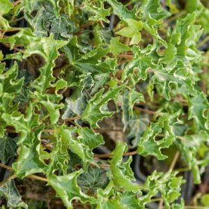 Hedera Helix Ivalace, English Ivy Ivalace, Common Ivy Ivalace, European Ivy Ivalace, Ivy Ivalace, Evergreen Vines, Evergreen Groundcover, Shade perennials, Shade plants, Shade vines