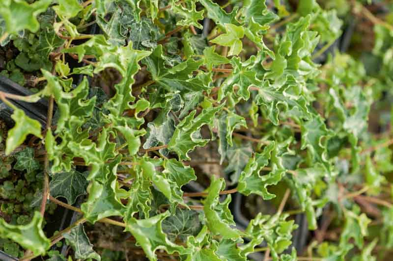 benjamini kunstpflanze Kunstpflanze Ficus Benjamina | 180cm | Bestseller