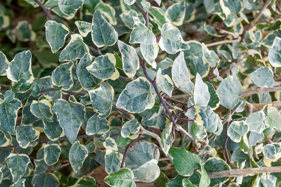 Hedera algeriensis 'Gloire de Marengo' (Algerian Ivy)