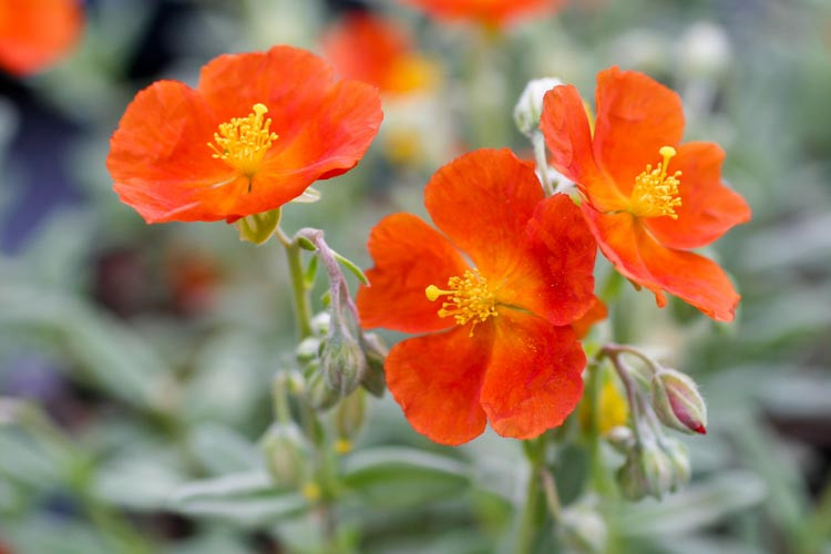 Helianthemum 'Henfield Brilliant', Rock Rose 'Henfield Brilliant', Sun Rose 'Henfield Brilliant', red flowers, ground covers, grouncover, perennial ground cover, Mediterranean Plants