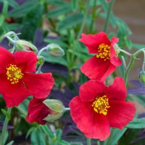 Helianthemum 'Red Dragon', Rock Rose 'Red Dragon', Sun Rose 'Red Dragon', red flowers, ground covers, grouncover, perennial ground cover, Mediterranean Plants