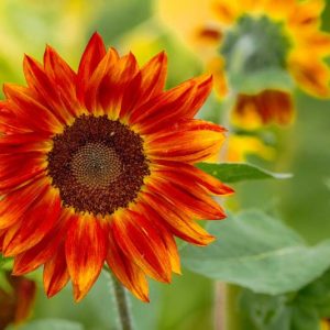 Helianthus annuus Evening Sun, Common Sunflower Evening Sun, Comb Flower Evening Sun, Red Flowers, Red Perennials, Red Sunflowers, Orange Flowers, Orange Perennials, Orange Sunflowers