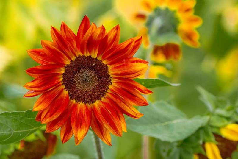 Helianthus annuus 'Evening Sun' (Common Sunflower)