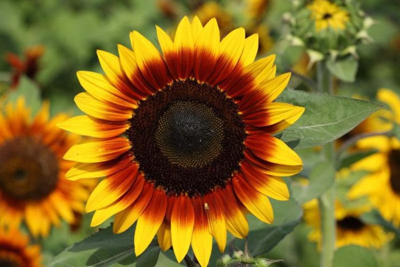 Helianthus annuus Ring of Fire, Common Sunflower Ring of Fire, Comb Flower Ring of Fire, Golden Flower of Peru Ring of Fire, Red Flowers, Red Perennials, Red Sunflowers, Bicolor Flowers, Bicolor Perennials, Bicolor Sunflowers