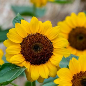 Helianthus annuus Vincent's Choice, Common Sunflower Vincent's Choice, Comb Flower Vincent's Choice, Golden Flower of Peru Vincent's Choice, Yellow Flowers, Yellow Perennials,