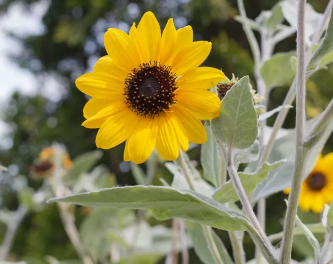Helianthus argophyllus, Silverleaf Sunflower, Yellow Flowers, Yellow Perennials, Silver Foliage, Perennial Sunflower