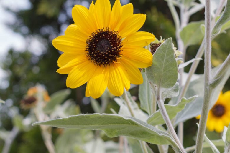 Helianthus argophyllus, Silverleaf Sunflower, Yellow Flowers, Yellow Perennials, Silver Foliage, Perennial Sunflower