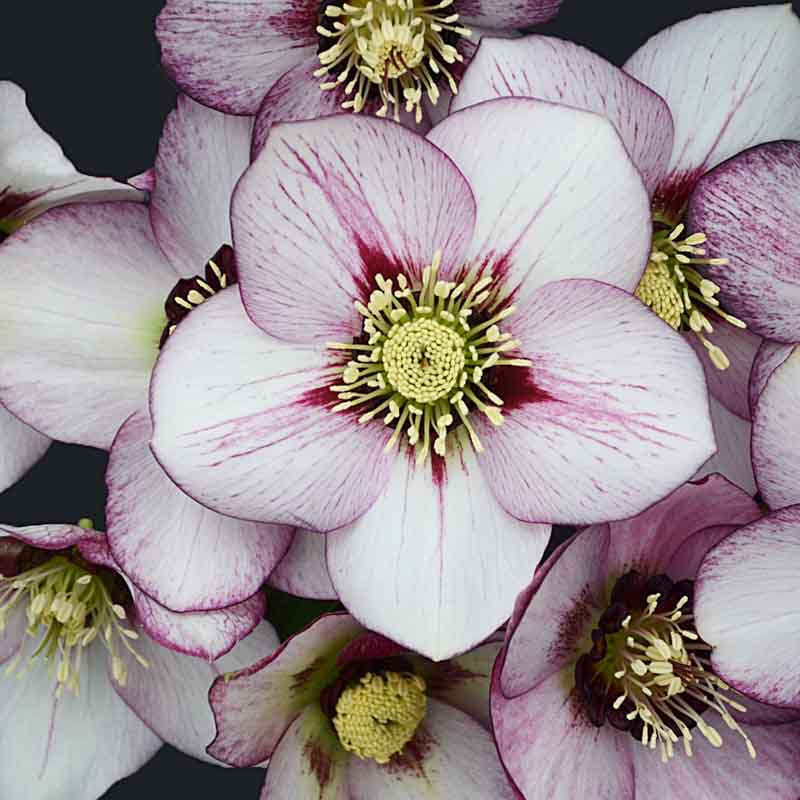 Helleborus 'French Kiss' (Hellebore)