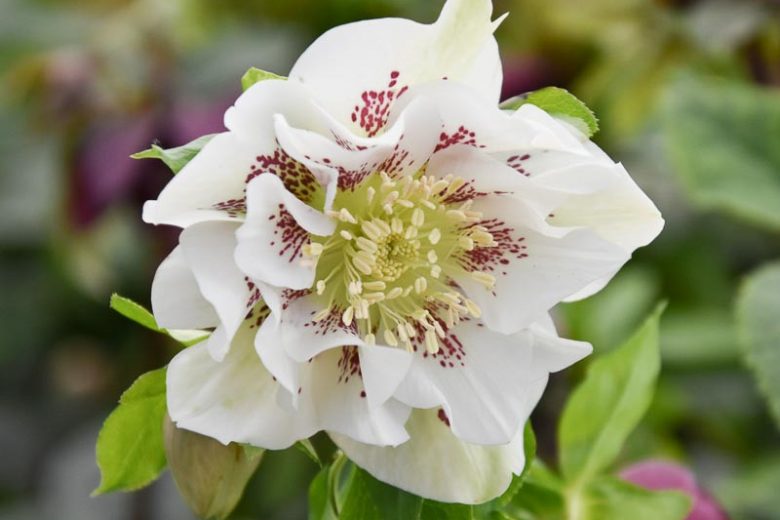 Helleborus × Hybridus 'Double Ellen White Spotted', Hellebore 'Double Ellen White Spotted', Lenten Rose 'Double Ellen White Spotted', White Hellebore, Double Hellebore