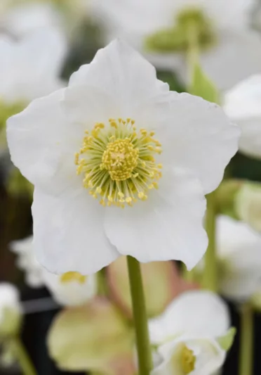 Helleborus niger 'Josef',  Christmas Rose 'Joseph',  Hellebore 'Joseph', White Hellebore