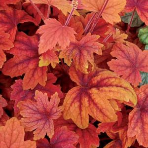 Heucherella 'Sweet Tea', Foamy Bells 'Sweet Tea', Shade plants, Evergreen perennials, Orange Heucherella, Orange Foamy Bells
