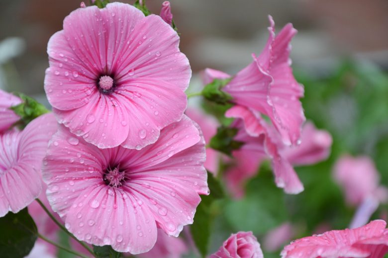 Hibiscus 'Airbrush Effect', Rose Mallow 'Airbrush Effect', Shrub Althea 'Airbrush Effect, Flowering Shrub, Pink flowers, Pink Hibiscus