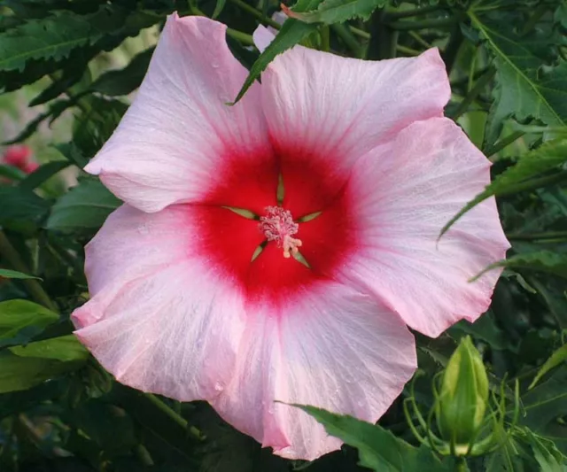 Hibiscus 'Lady Baltimore', Rose Mallow 'Lady Baltimore', Shrub Althea 'Lady Baltimore', Flowering Shrub, Pink flowers, Pink Hibiscus, White flowers, White Hibiscus
